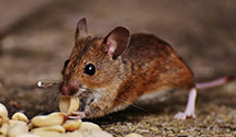 24 Hour & Emergency Exterminators in Providence, NC
